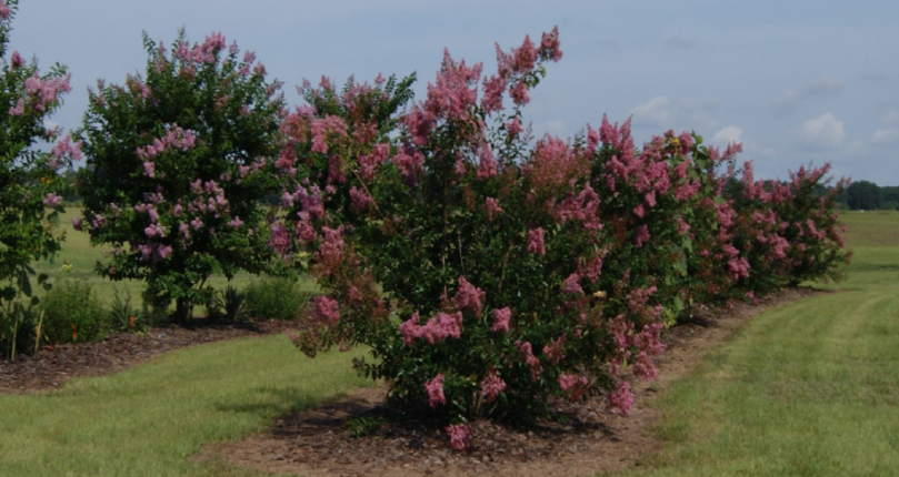 Does this work at the field level? A good example of a banker plant is the Crape Myrtle, a common landscape plant. At the Suwanne Valley Agricultural Extension Center in Live Oak, FL, they have planted Crape Myrtle in dry corner of pivot and other surrounding areas of the farm. The alternate host specie is the Crape Myrtle aphid. Populations of ladybeetles grow here and can help managing crop pests. 